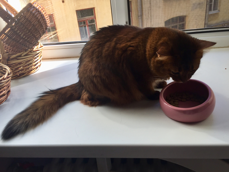 Кошки в нашей жизни. Кошки и все, что с ними связано.