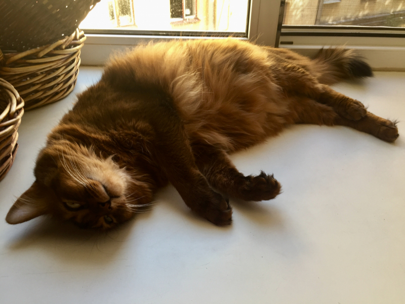 Кошки в нашей жизни. Кошки и все, что с ними связано.