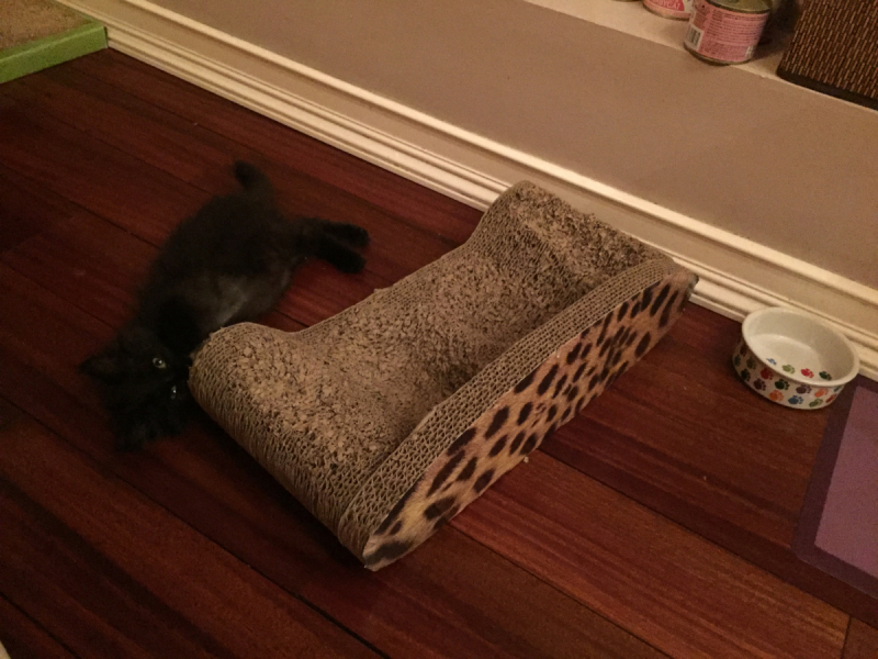 Кошки в нашей жизни. Кошки и все, что с ними связано.