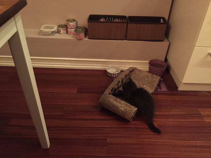 Кошки в нашей жизни. Кошки и все, что с ними связано.