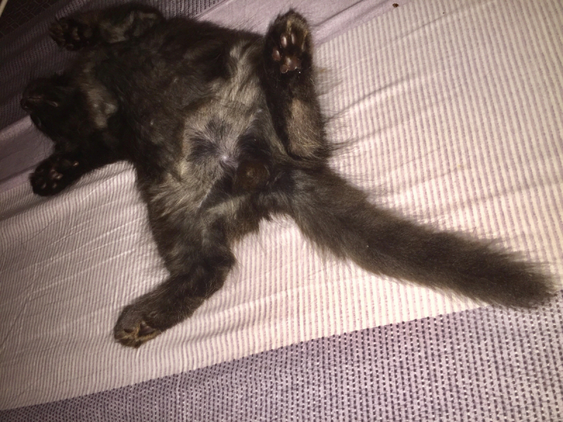 Кошки в нашей жизни. Кошки и все, что с ними связано.