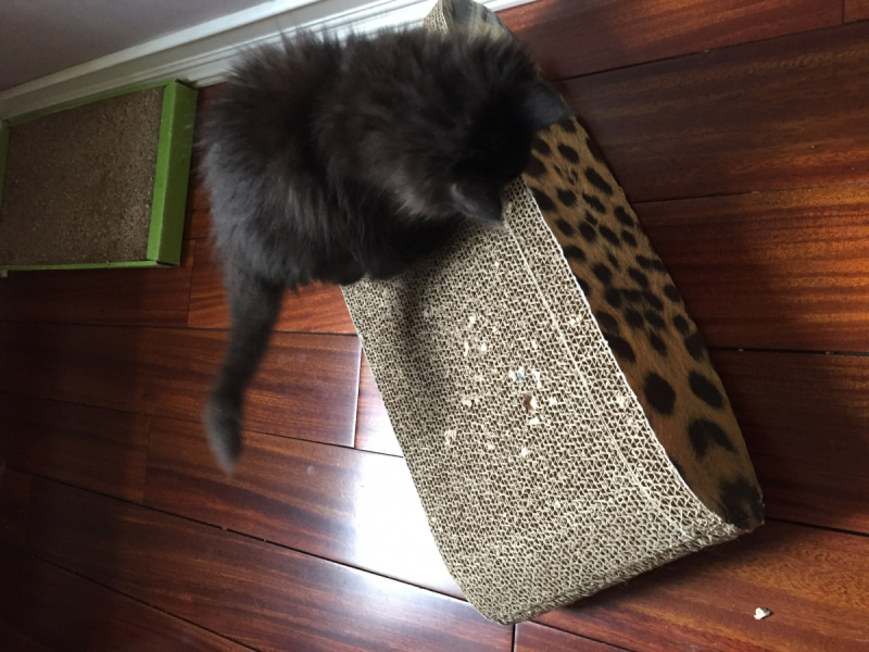 Кошки в нашей жизни. Кошки и все, что с ними связано.