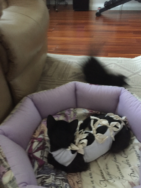 Кошки в нашей жизни. Кошки и все, что с ними связано.