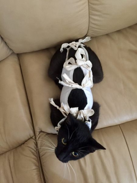 Кошки в нашей жизни. Кошки и все, что с ними связано.