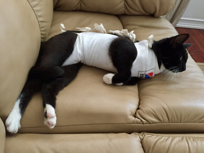 Кошки в нашей жизни. Кошки и все, что с ними связано.