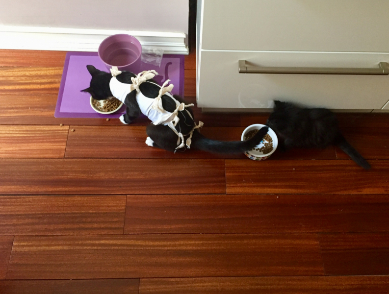 Кошки в нашей жизни. Кошки и все, что с ними связано.