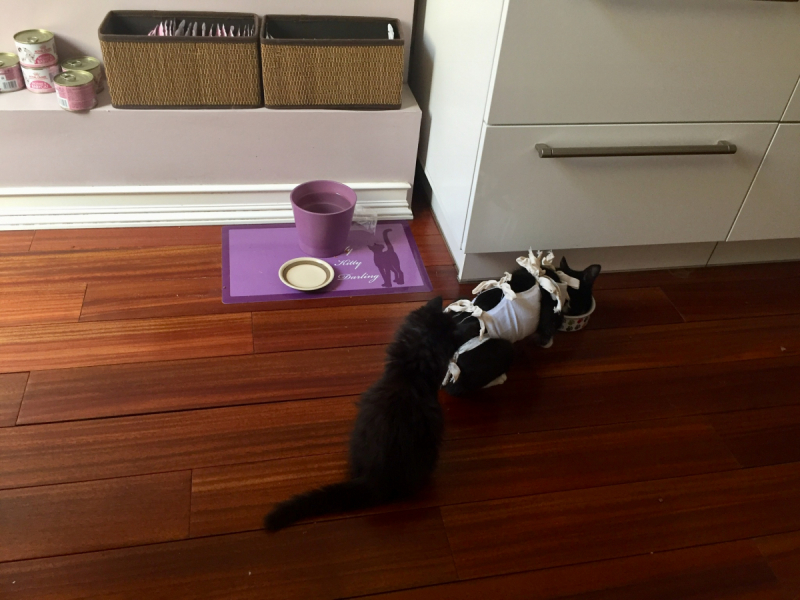 Кошки в нашей жизни. Кошки и все, что с ними связано.