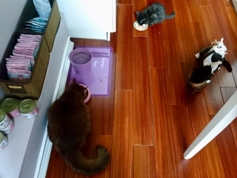 Кошки в нашей жизни. Кошки и все, что с ними связано.