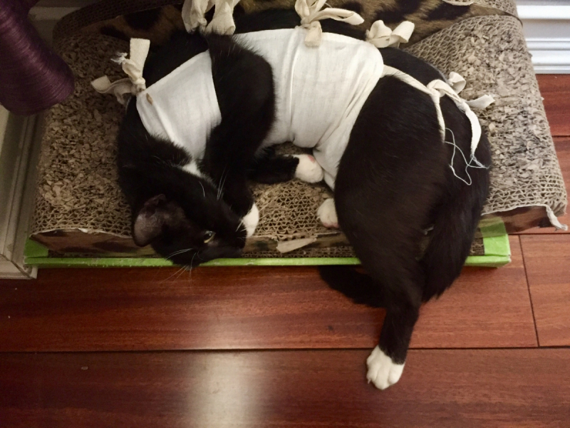 Кошки в нашей жизни. Кошки и все, что с ними связано.