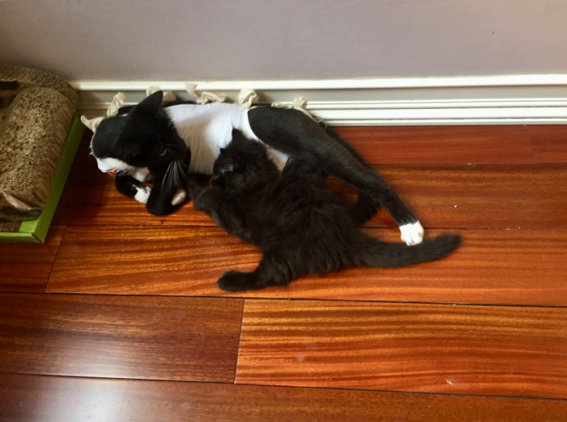 Кошки в нашей жизни. Кошки и все, что с ними связано.