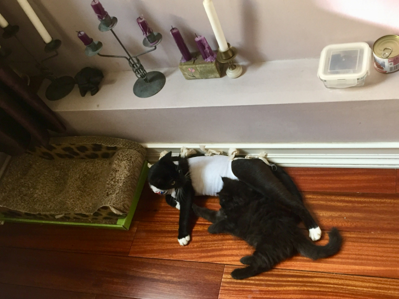 Кошки в нашей жизни. Кошки и все, что с ними связано.