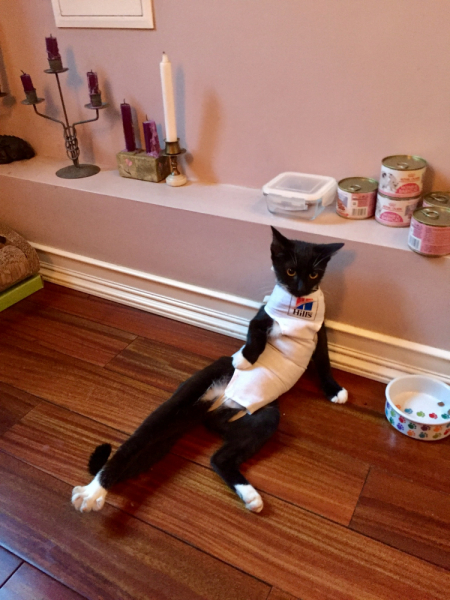 Кошки в нашей жизни. Кошки и все, что с ними связано.