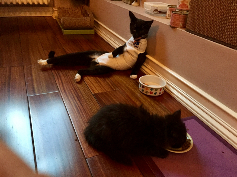 Кошки в нашей жизни. Кошки и все, что с ними связано.