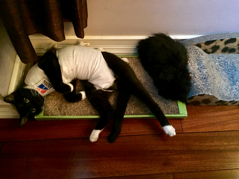 Кошки в нашей жизни. Кошки и все, что с ними связано.