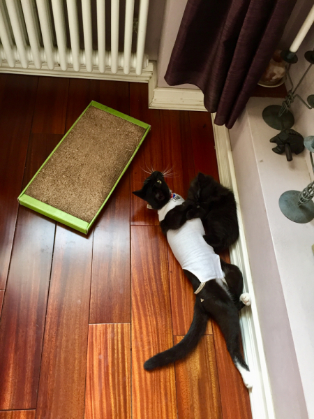 Кошки в нашей жизни. Кошки и все, что с ними связано.