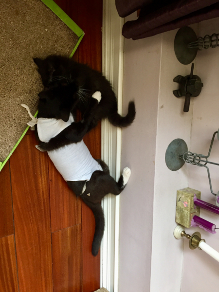 Кошки в нашей жизни. Кошки и все, что с ними связано.