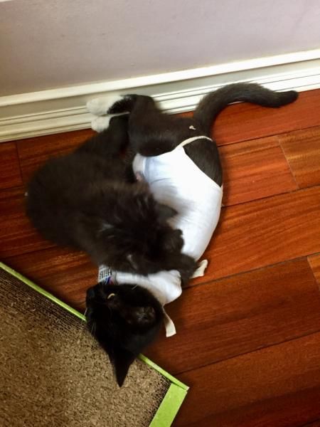 Кошки в нашей жизни. Кошки и все, что с ними связано.