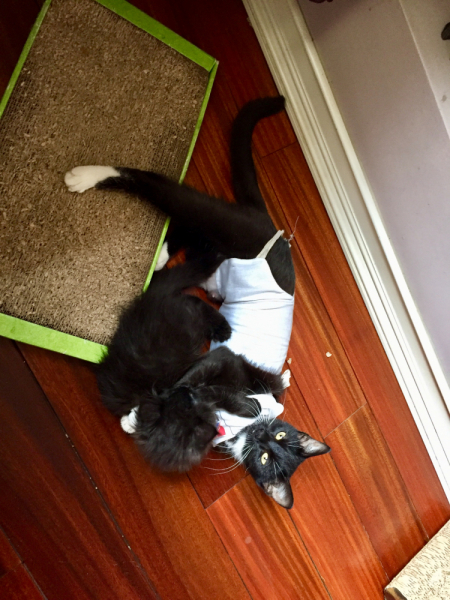 Кошки в нашей жизни. Кошки и все, что с ними связано.