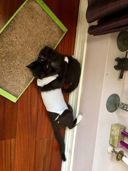 Кошки в нашей жизни. Кошки и все, что с ними связано.