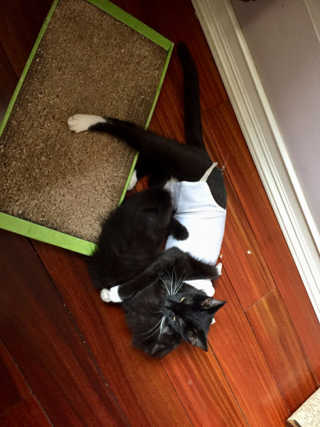 Кошки в нашей жизни. Кошки и все, что с ними связано.