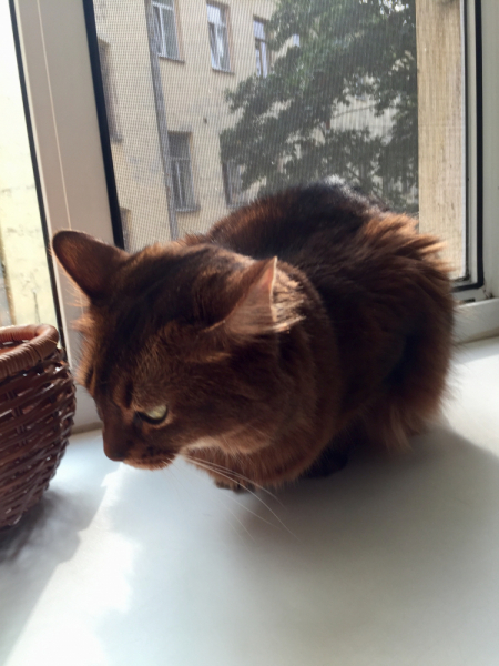 Кошки в нашей жизни. Кошки и все, что с ними связано.