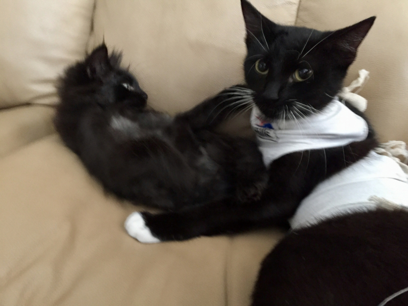 Кошки в нашей жизни. Кошки и все, что с ними связано.