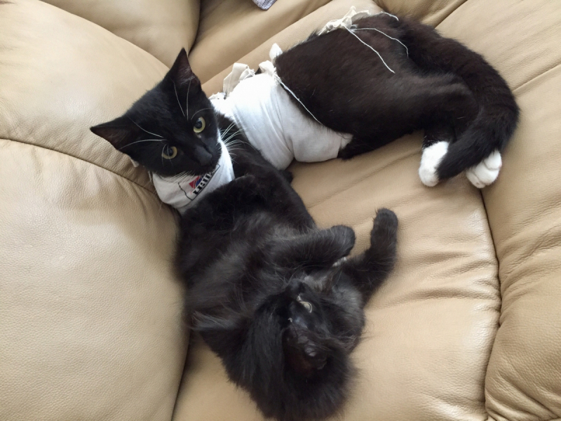 Кошки в нашей жизни. Кошки и все, что с ними связано.