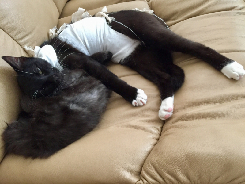 Кошки в нашей жизни. Кошки и все, что с ними связано.