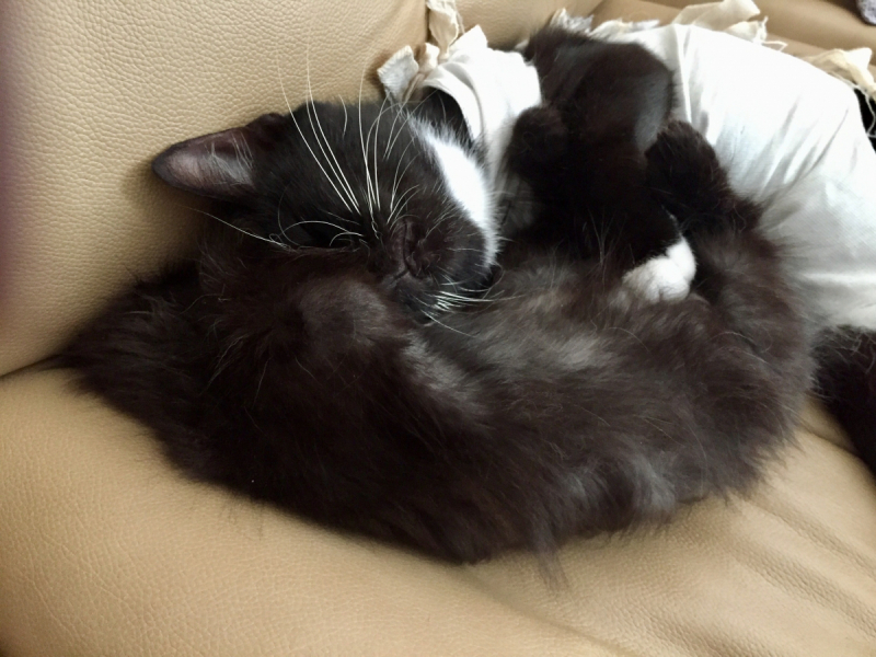 Кошки в нашей жизни. Кошки и все, что с ними связано.