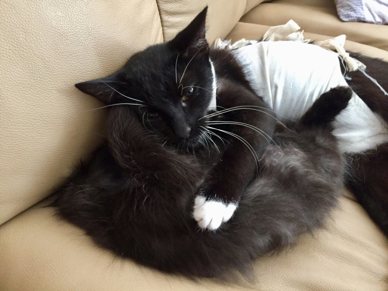 Кошки в нашей жизни. Кошки и все, что с ними связано.