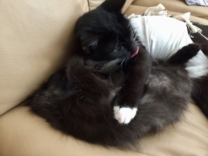 Кошки в нашей жизни. Кошки и все, что с ними связано.