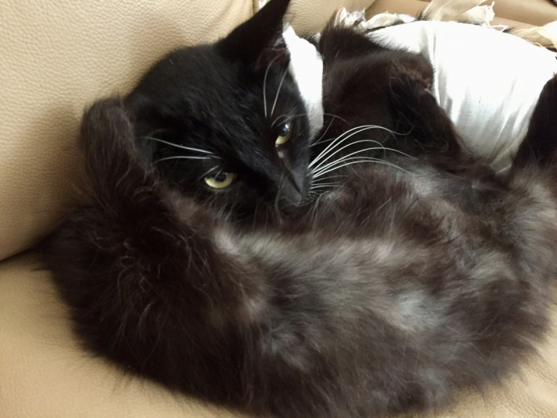 Кошки в нашей жизни. Кошки и все, что с ними связано.