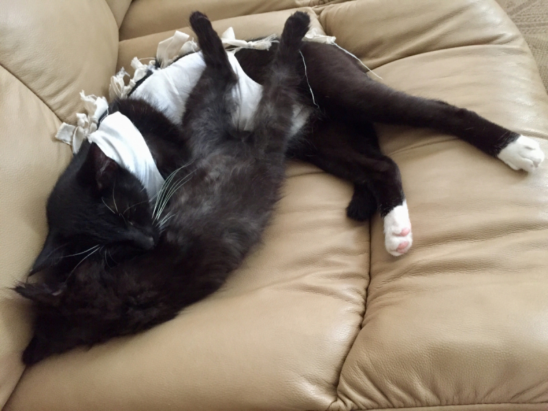 Кошки в нашей жизни. Кошки и все, что с ними связано.