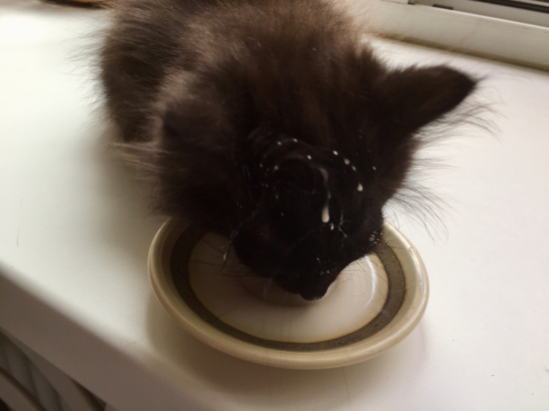 Кошки в нашей жизни. Кошки и все, что с ними связано.