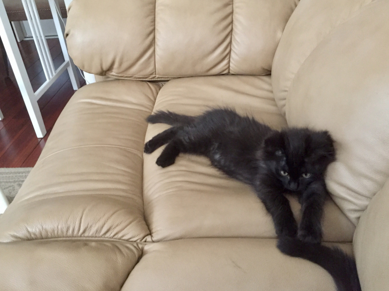 Кошки в нашей жизни. Кошки и все, что с ними связано.