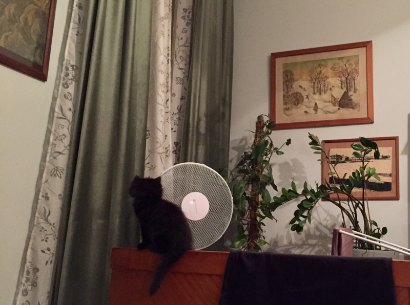 Кошки в нашей жизни. Кошки и все, что с ними связано.