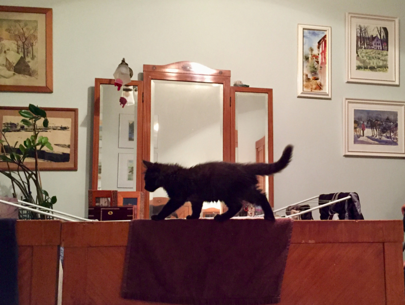 Кошки в нашей жизни. Кошки и все, что с ними связано.