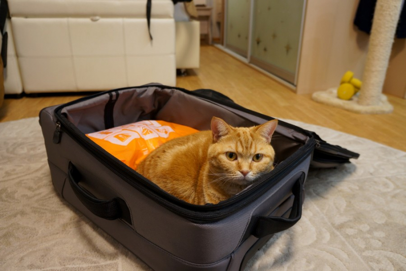 Кошки в нашей жизни. Кошки и все, что с ними связано.