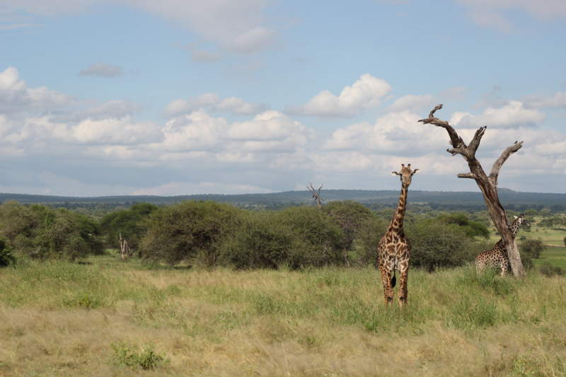 Танзания (Сафари) + Занзибар или в гостях у матери-природы Африки июнь 2018 г