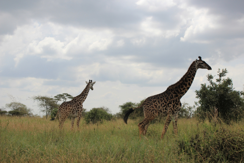 Танзания (Сафари) + Занзибар или в гостях у матери-природы Африки июнь 2018 г