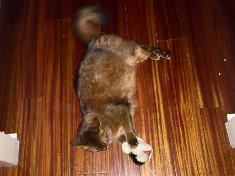 Кошки в нашей жизни. Кошки и все, что с ними связано.