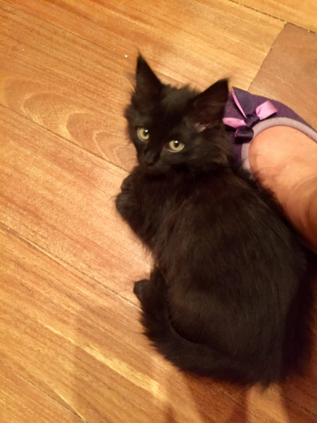 Кошки в нашей жизни. Кошки и все, что с ними связано.