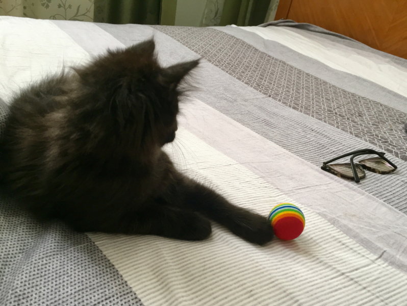 Кошки в нашей жизни. Кошки и все, что с ними связано.