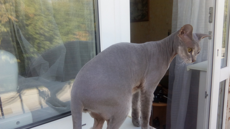 Кошки в нашей жизни. Кошки и все, что с ними связано.