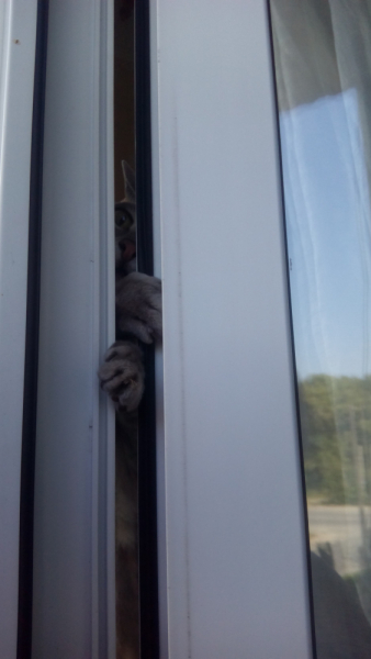 Кошки в нашей жизни. Кошки и все, что с ними связано.