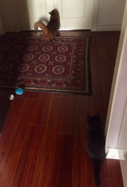 Кошки в нашей жизни. Кошки и все, что с ними связано.