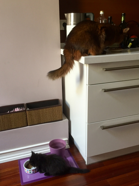 Кошки в нашей жизни. Кошки и все, что с ними связано.