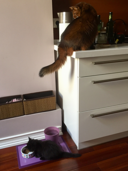 Кошки в нашей жизни. Кошки и все, что с ними связано.