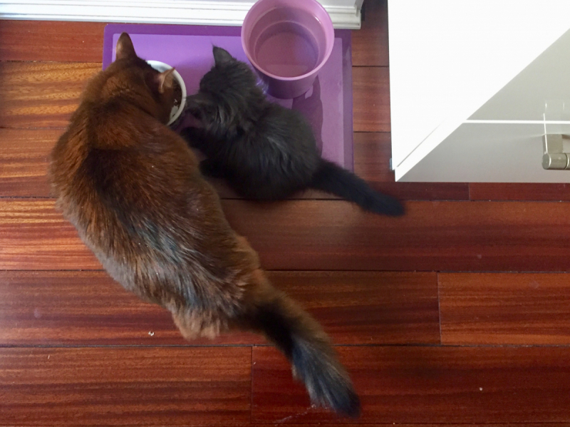 Кошки в нашей жизни. Кошки и все, что с ними связано.