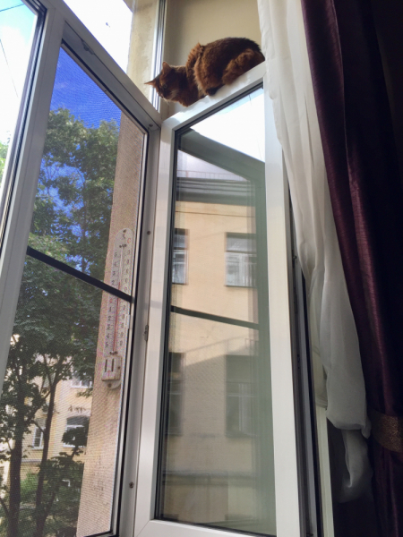 Кошки в нашей жизни. Кошки и все, что с ними связано.